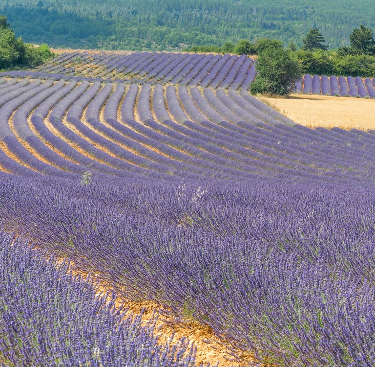 Rolling purple lavender fields in blooming rows under a green mountain landscape in Provence.