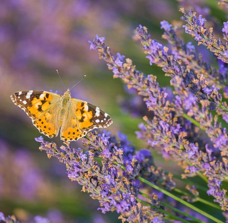 A Painted Lady butterfly rests on a purple lavender flower in a sunlit field.