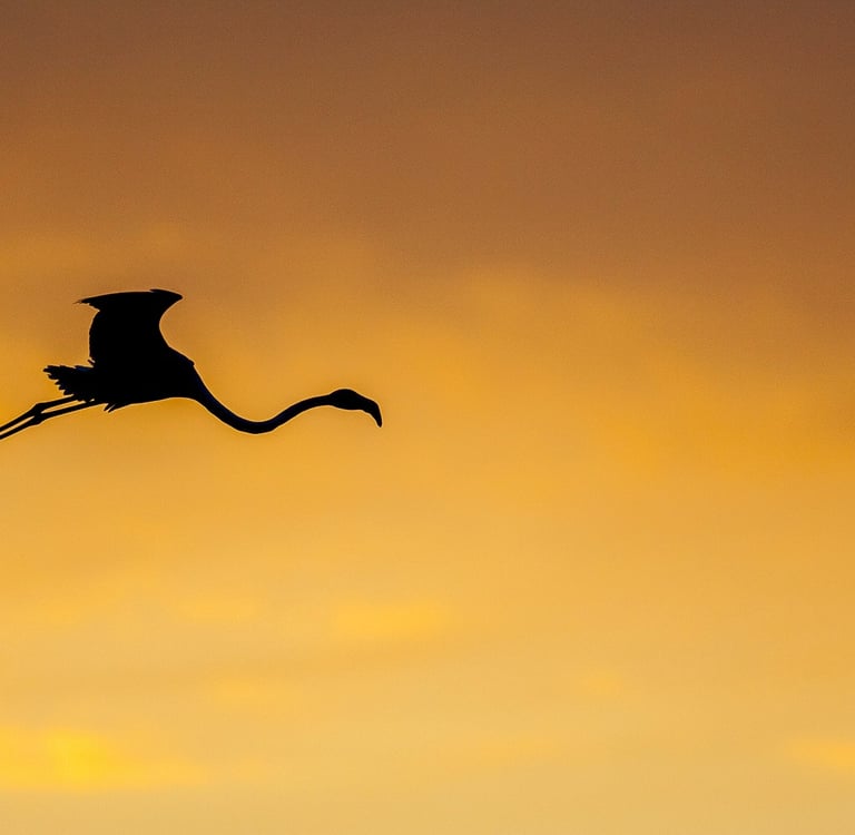 Silhouette of a flamingo flying across a golden orange sunset sky.