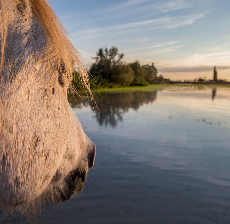 Close-up of a white Camargue horse looking over a calm marsh lake at sunset in France.