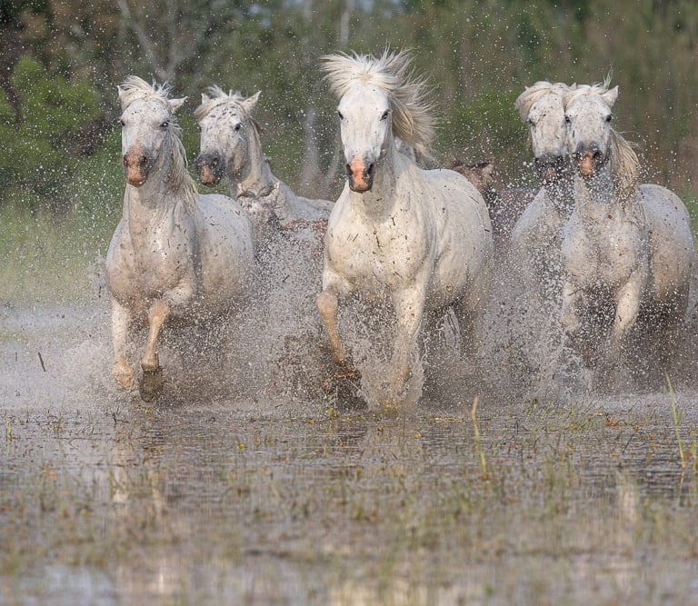 A herd of wild white Camargue horses galloping through shallow marsh water with dramatic splashing.