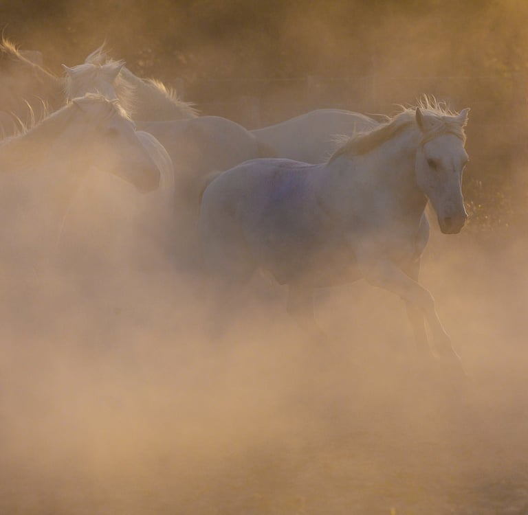 A herd of white Camargue horses running through golden dust at sunset.