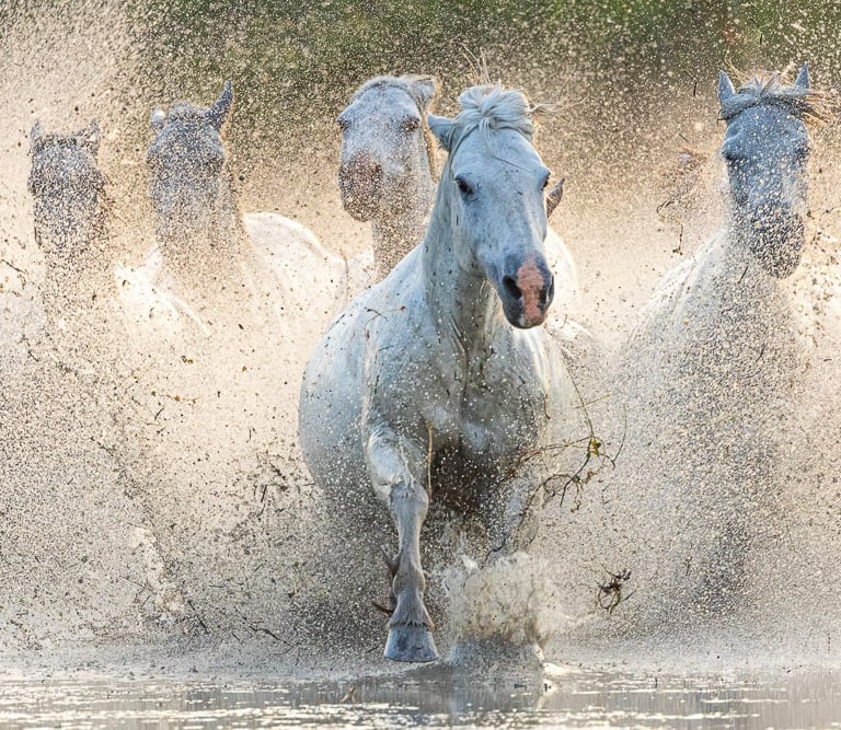 White Camargue horses galloping through water and splashing at sunrise.
