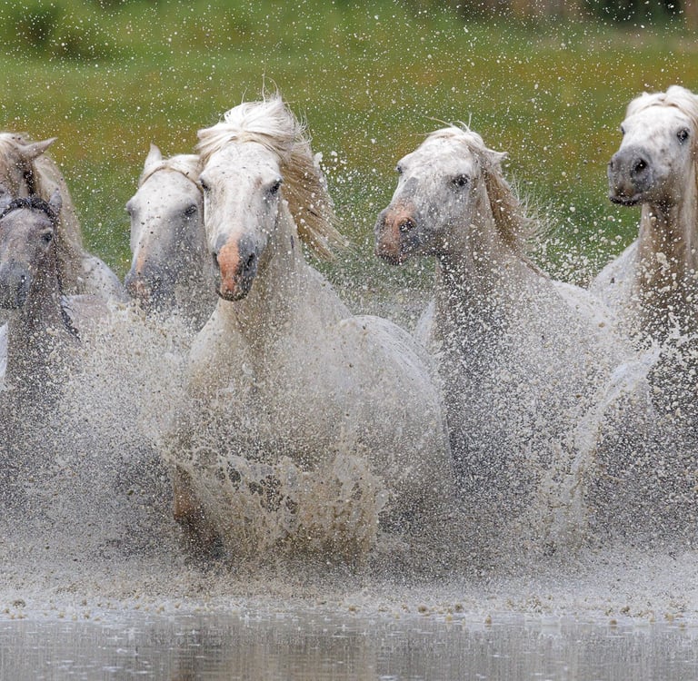 A herd of Camargue white horses galloping through water with splashes.