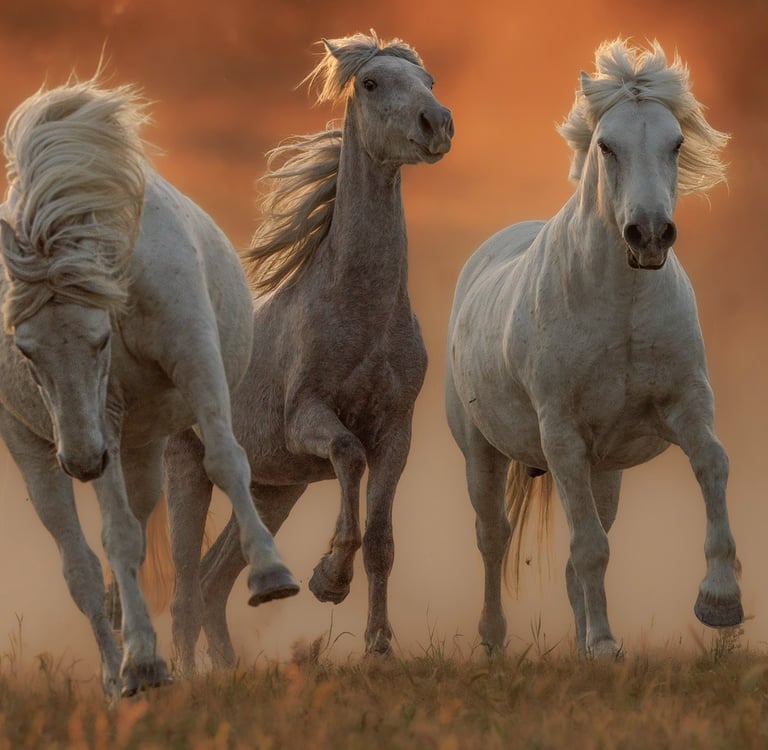 Three majestic white Camargue horses galloping through golden dust at sunset.