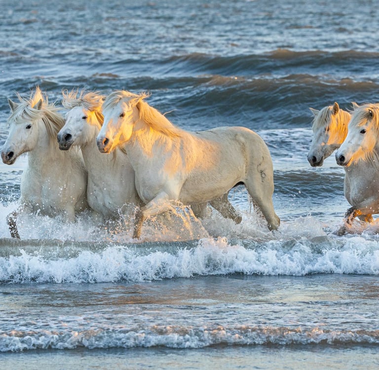 A herd of white Camargue horses galloping through ocean waves at sunset.