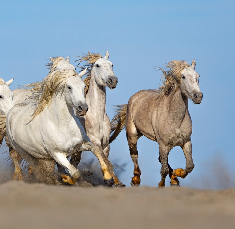 A herd of white Camargue horses galloping through sand dunes against a clear blue sky.
