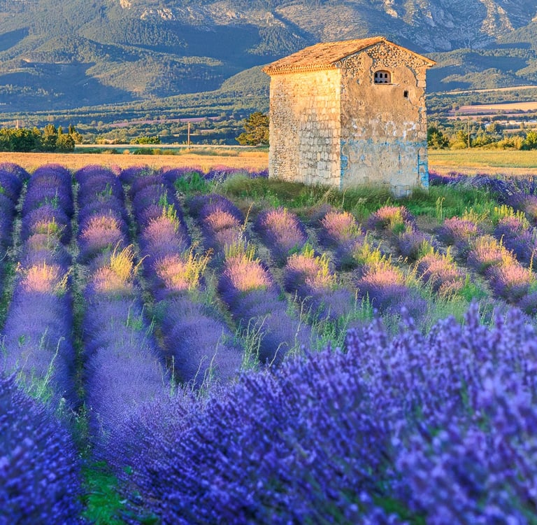 Historic stone building in a vibrant purple lavender field with mountains and trees under a clear sky in Provence, France.