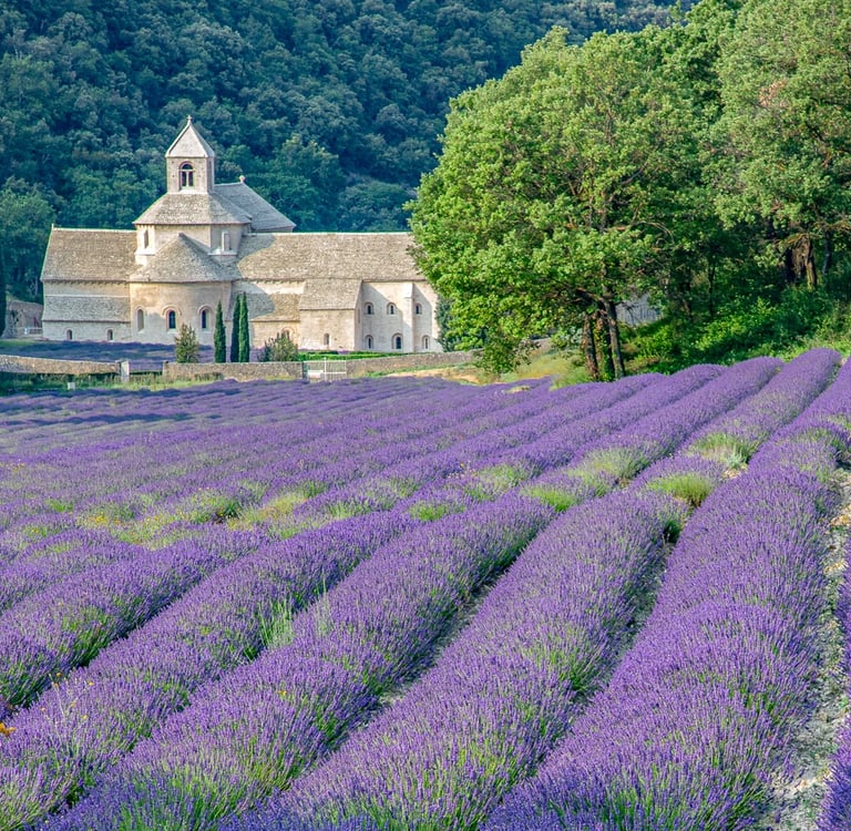 Sénanque Abbey in Provence, France, surrounded by blooming purple lavender fields and green trees.