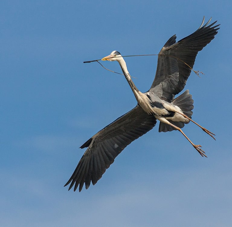 A Grey Heron in flight across a clear blue sky carrying a long twig in its beak for nest building.