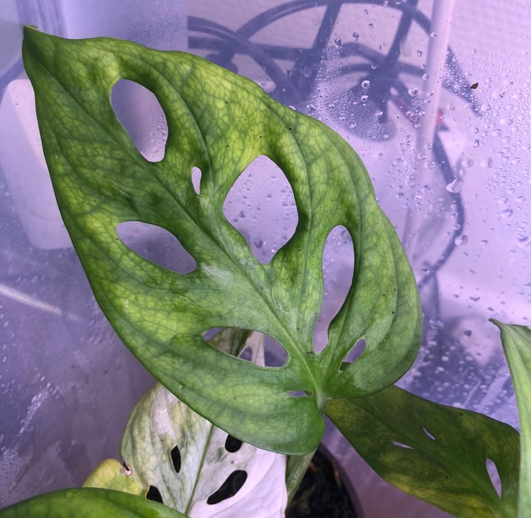 Chlorose ferrique chez une une albo variegata