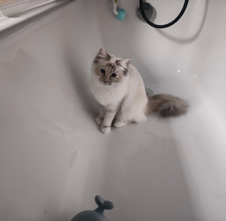 Yuki bain - Sacré de Birmanie - Blue Tortie Tabby Point