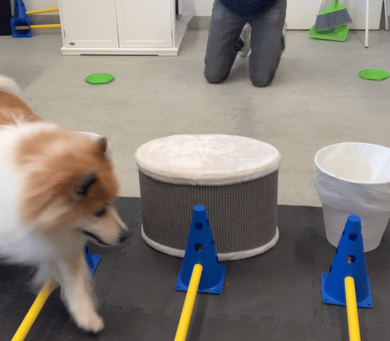 Ausdauertraining mit Cavaletti