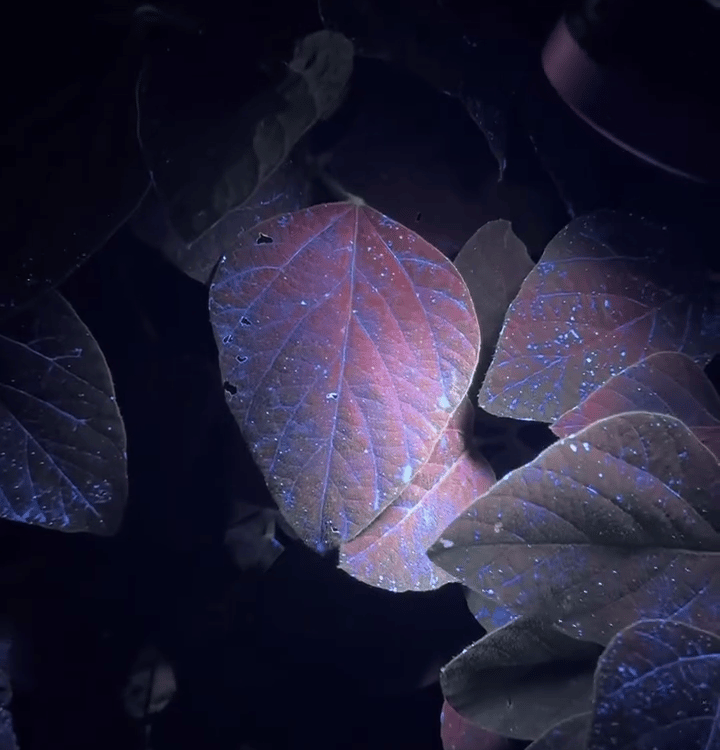 Aplicação da tecnologia Unit - Brillium + Lanterna AgroVision