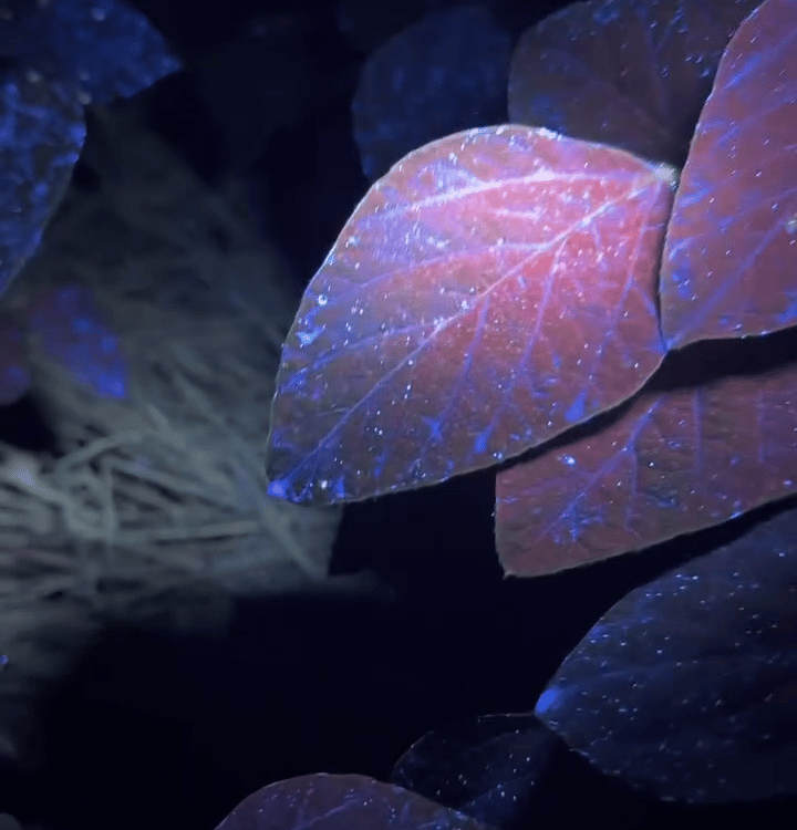 Tecnologia Unit - Corante Brillium