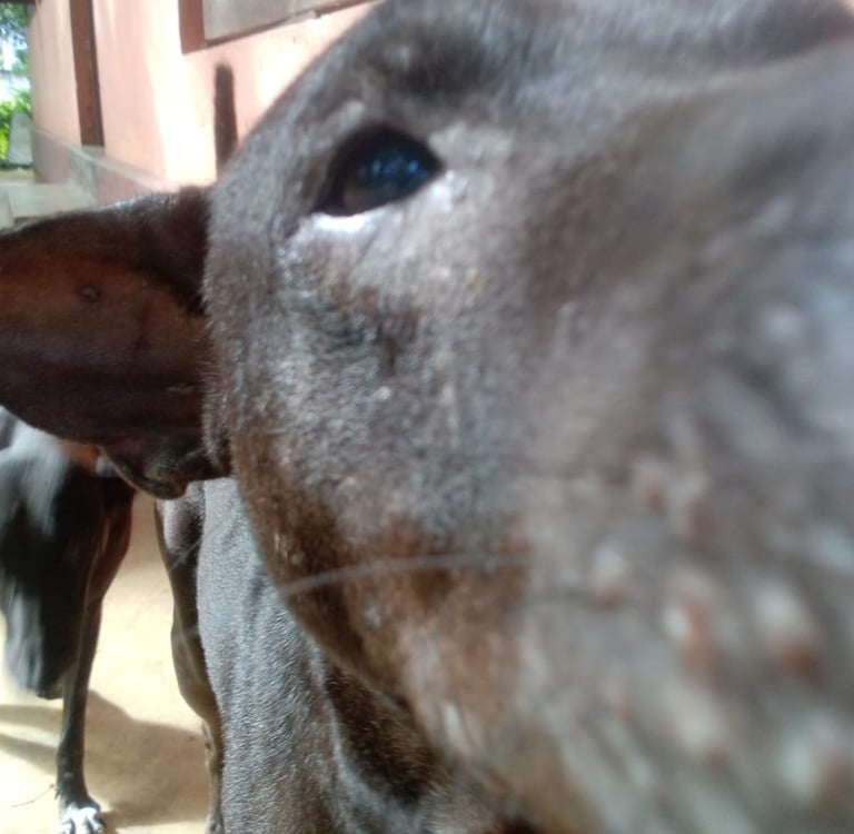 a dog is looking at the camera and a dog is looking at the camera