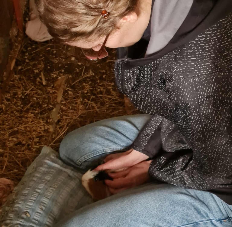 Séance d'ostéopathie pour lapin, cochon d'Inde, furet et autres NAC dans le Hainaut en Belgique