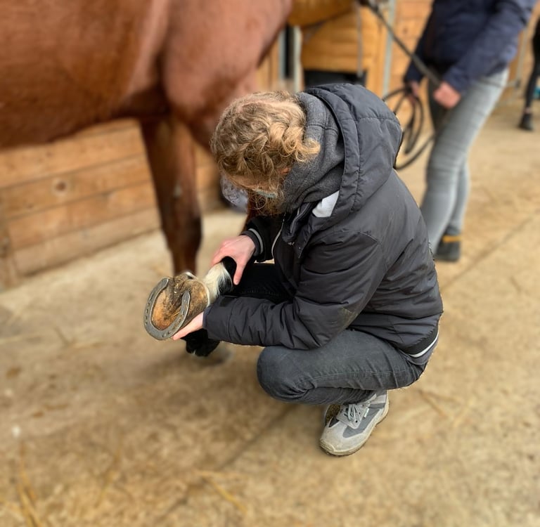 Séance d'ostéopathie pour cheval dans le Hainaut en Belgique