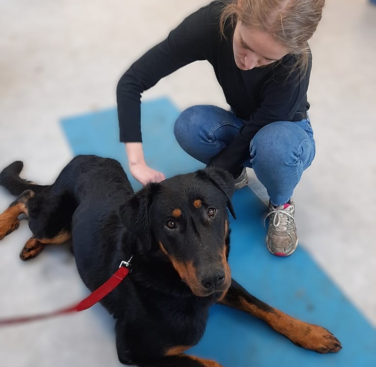 Séance d'ostéopathie canine dans le Hainaut en Belgique