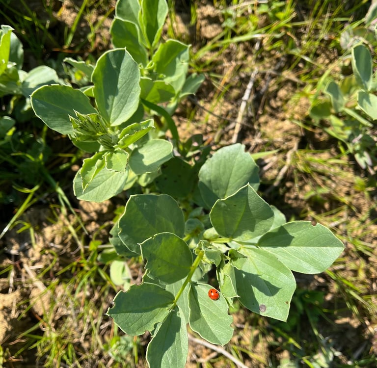 Une coccinelle sur une jeune féverole au printemps. Crédit photo : Terres&Graines