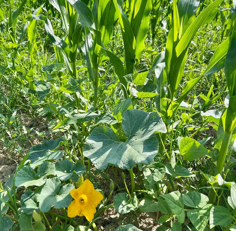 Association Milpa : Haricots blancs, Maïs, courges. Crédit photo : Terres&Graines