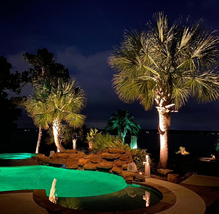 palm tree up lights at night