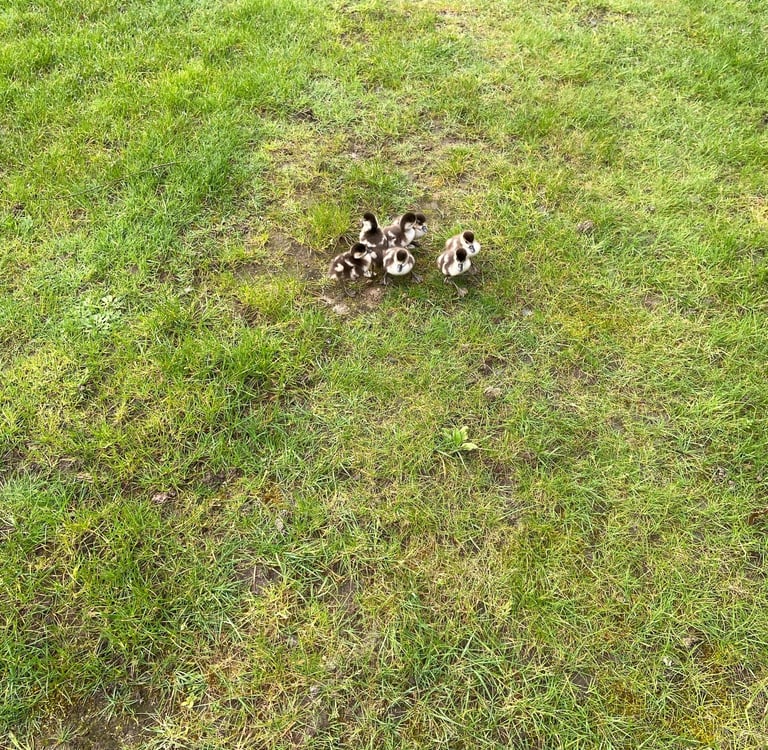 A group of six tiny goslings, lost and looking for mum and dad