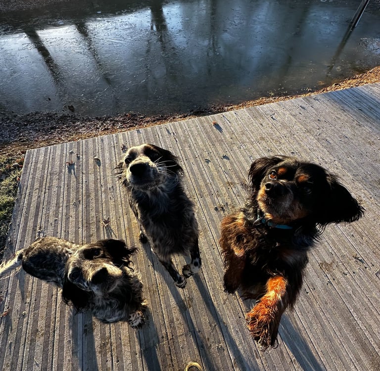 setter anglais et épagneul breton