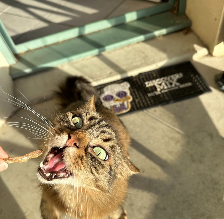 Chat mangeant un poisson
