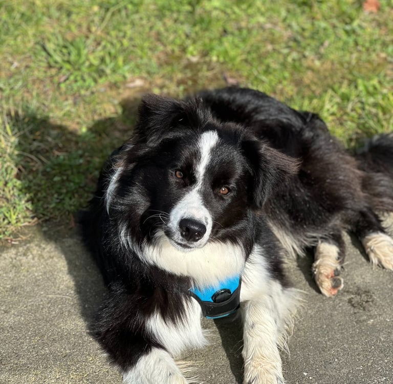 Border collie