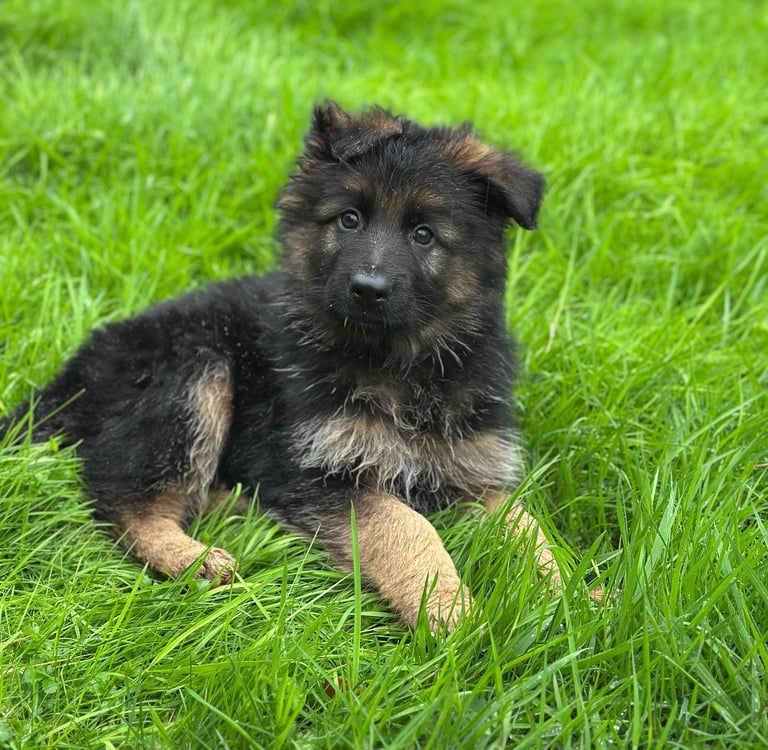 Chiot berger allemand à poil long