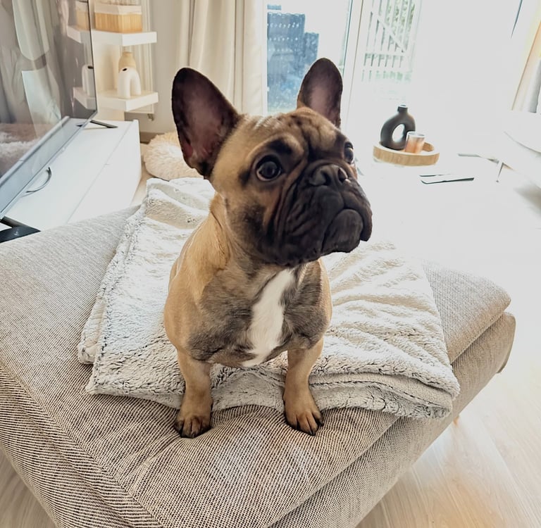 Bouledogue français