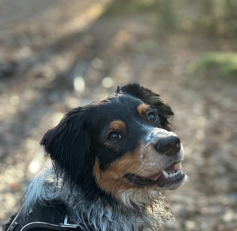 Berger australien croisé épagneul breton