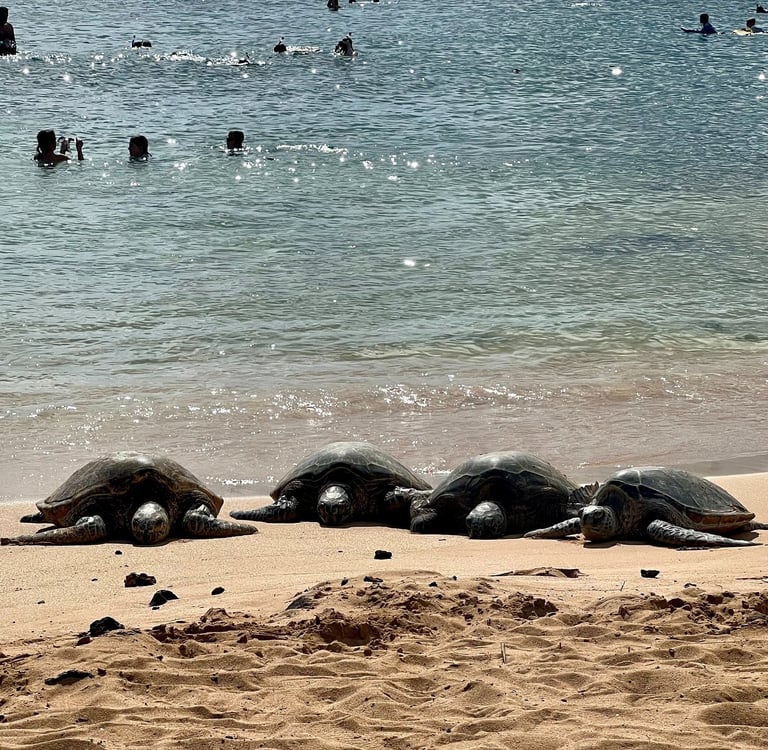 Turtles on a beach in Kauai, Hawaii