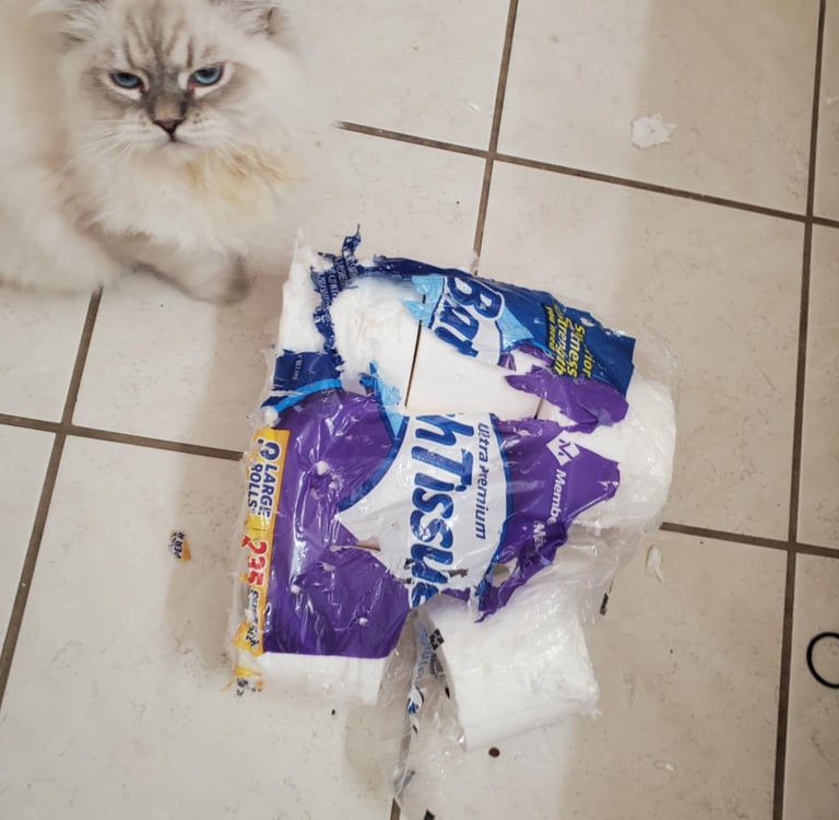 Johnny Cat Siberian Cat in Texas grumpy