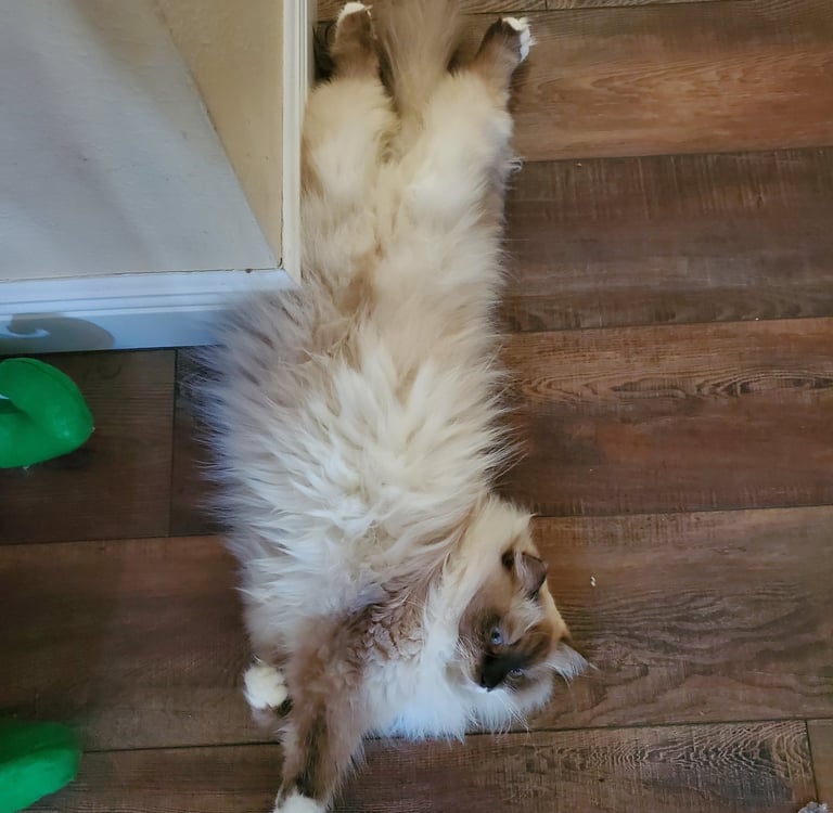 Color Point Siberian cat pregnant
