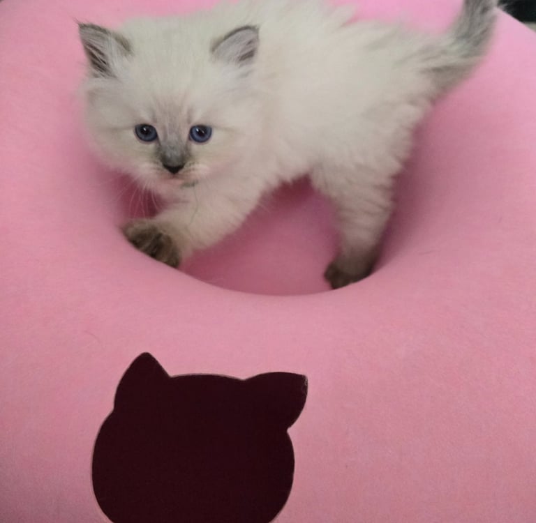 Texas Siberian kitten