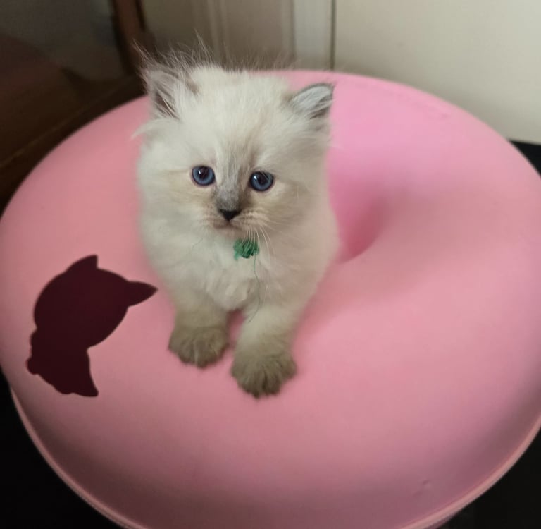 Texas Siberian kitten