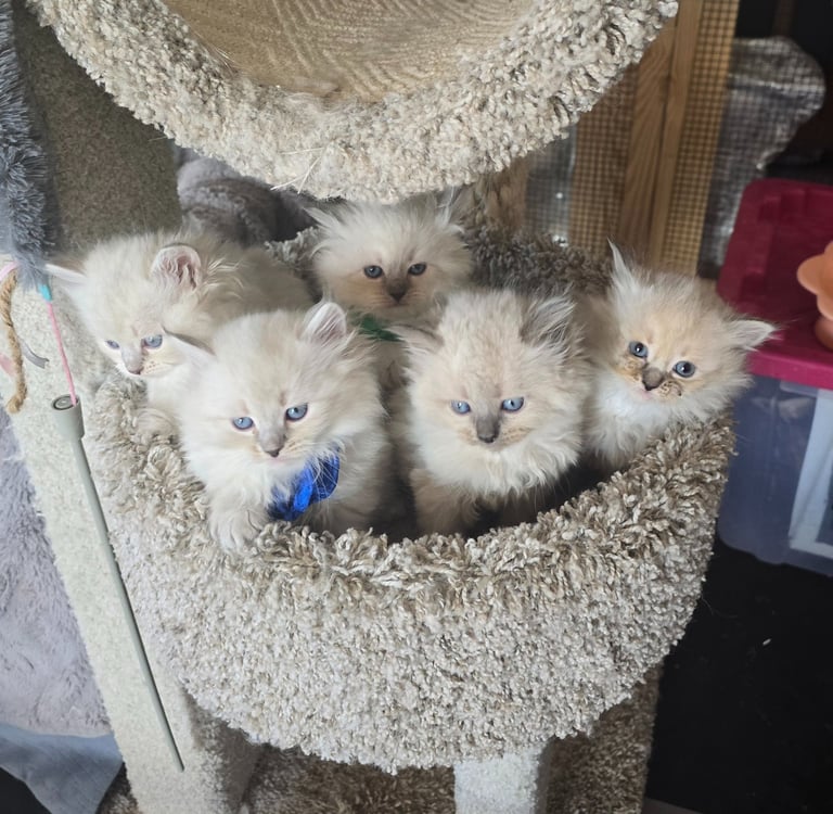 Texas Siberian kittens