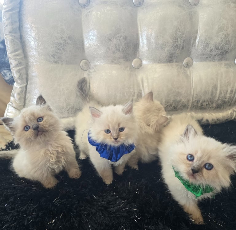 Texas Siberian kittens