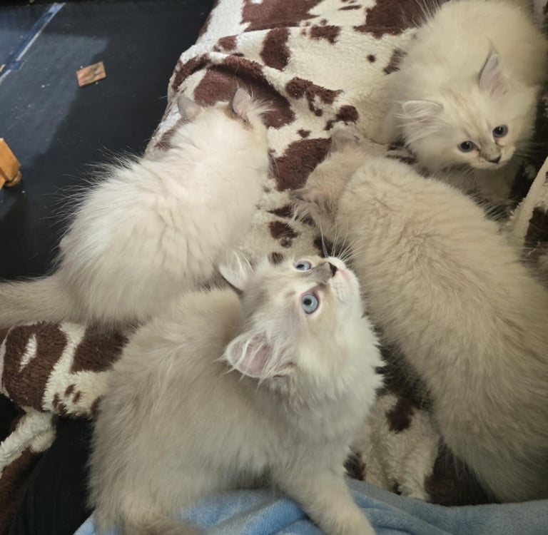 Color Point Hypoallergenic Russian Siberian Forest Cat and kittens