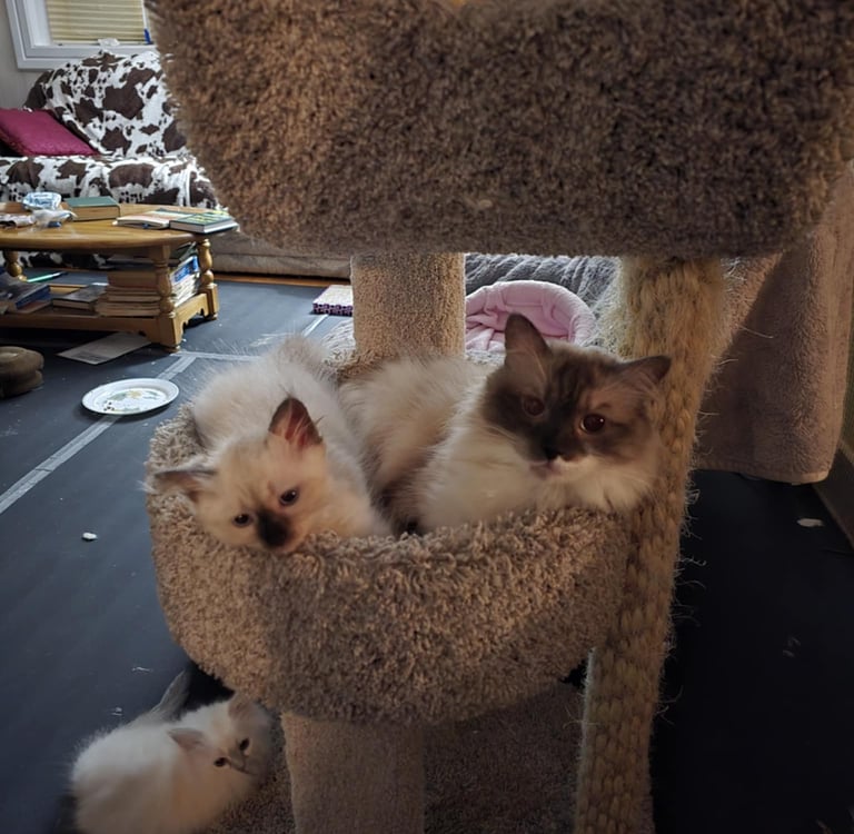 Seal Color Point Hypoallergenic Russian Siberian Forest Cat and kitten in cat tree