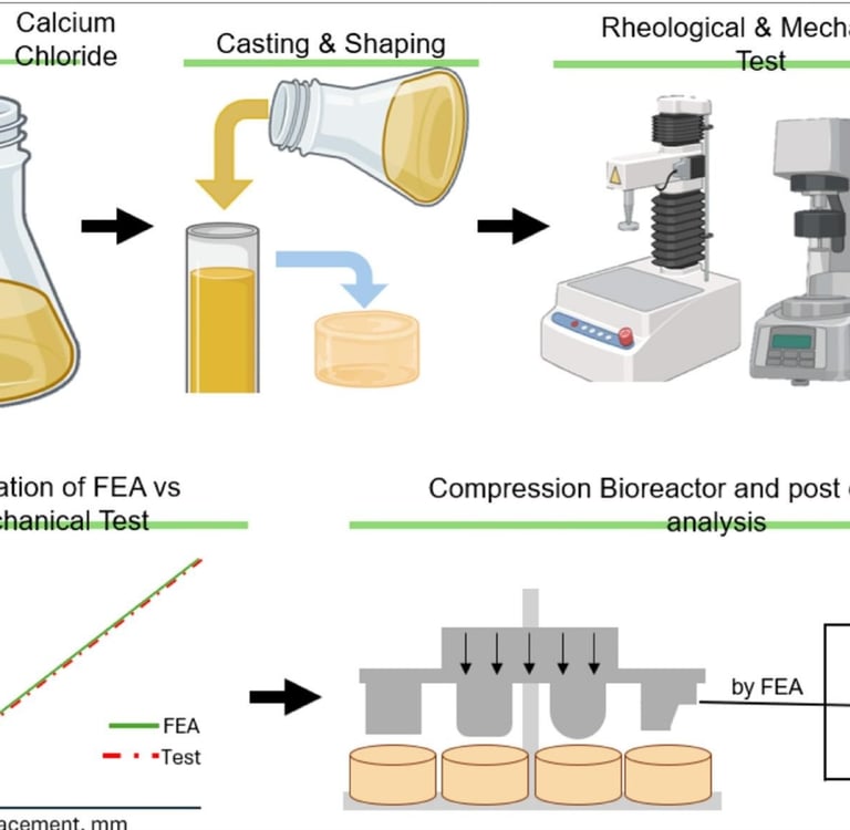 bioreactor, cyclic tissue engineering