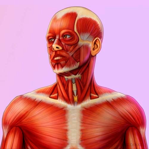 ilustracao medica diagrama de musculos