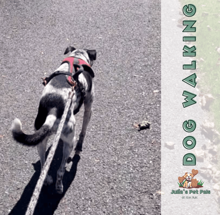 Piper is a spirited dalmatian and regular dog walking client of Julia's Pet Pals in Massachusetts 