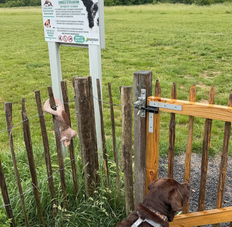 Chien en balade dans un parc, accompagné par Tibaldo, service de promenade de chien Caniparc Templemars