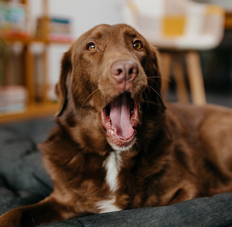 Misha, de hond en mascotte van Lili schrijft