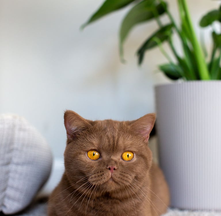 Cinnamon-colored British Shorthair kitten exploring a cozy home
