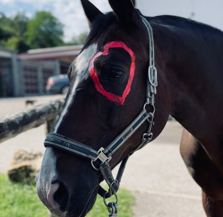 Tierkommunikation für Pferde und Hunde