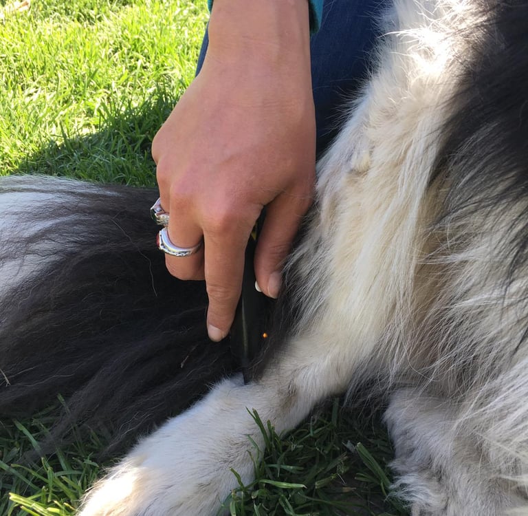 Laserakupunktur für Tiere